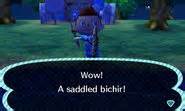 Saddled bichir Animal Crossing Wiki
