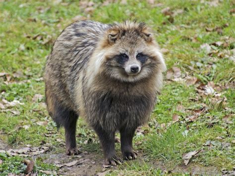 Covid 19 Did Sars Cov 2 Originate In Raccoon Dogs From Wuhan Wet