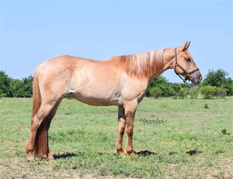 Red Dun With A Two Tone Colored Mane Pretty Horses Stallion Horses