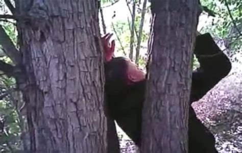 Video Shows Man Nailed To A Tree Still Conscious When New Mexico Police Find Him Ibtimes Uk