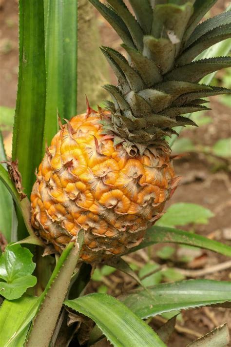 Close Up Of Young Ripening Pineapple In Tropical Jungle On Bali Island