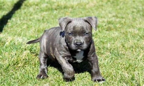 Wanted to see if you had a one year old male for sale and if you do can you send pics thank you. AMERICAN BULLY PUPPY www.PALACIOBULLIES.com FOR SALE TEXAS ...