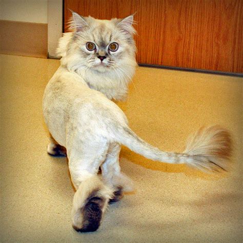 Often given to longhair breeds such as persians and maine coons, the lion cut entails trimming or shaving the cat's fur except for on her head, neck, feet and tail. Cat lion cut - do some cats really like it? - PoC