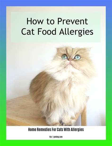 Home Remedies For Cats With Allergies Natural Relief For Your Feline
