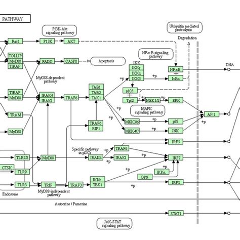 B KEGG Pathway Analysis Of Toll Like Receptor Signaling Pathway Download Scientific Diagram