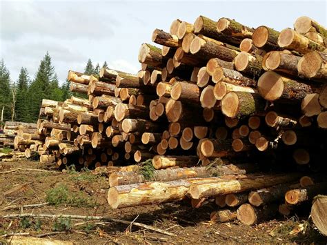 Logging Timber Harvesting Lewis County Western Washington Loggers