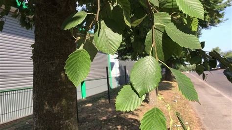 Grey Alder Alnus Incana Leaves July 2018 With Images Plant Leaves Leaves Plants
