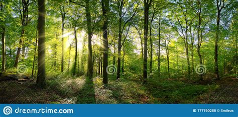 Green Forest Panorama With Rays Of Sunlight Stock Photo Image Of