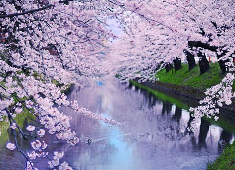 16 Things You Didnt Know About Cherry Blossoms Cherry