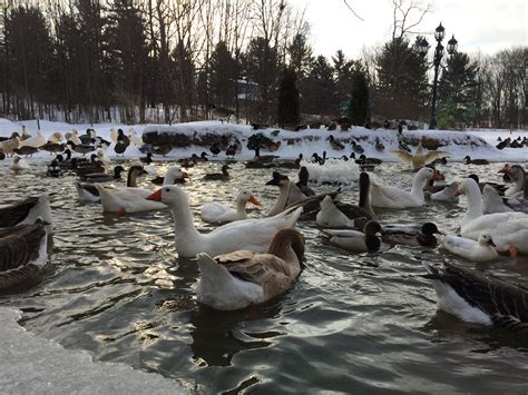 Linda Lee a.k.a. Mama Lee | Michigan Duck Rescue and Sanctuary