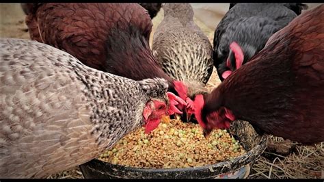 Whole Grain Chicken Feed Mix Your Own Chicken Feed Chicken Feeding