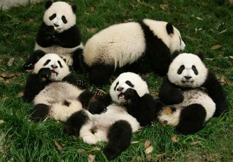 Panda Cubs Facts About Young Pandas