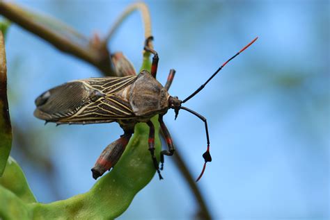 Bug Of The Week Favorite Insect Photos From 2011 Growing With