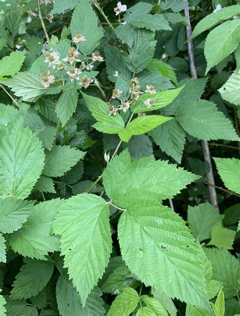 Seinet Portal Network Rubus Frondosus