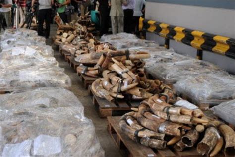 Customs Seize Four Tonnes Of Smuggled Ivory South China Morning Post
