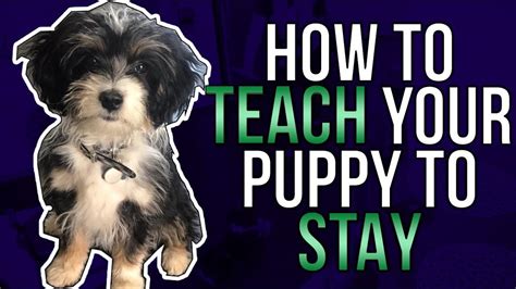 How To Teach Your Puppy To Stay Youtube