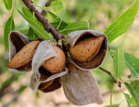 Tipos De Rboles Frutales Listado Con Ejemplos Explicados