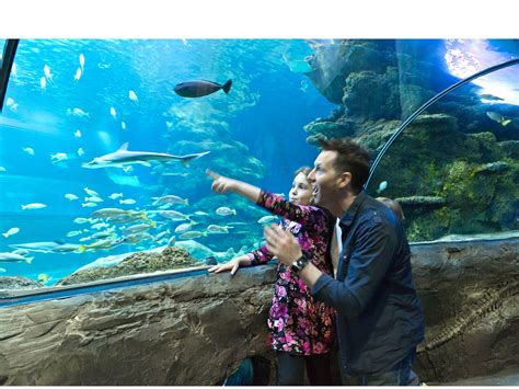 Sea Life London Aquarium Tickets Facts Offers And General