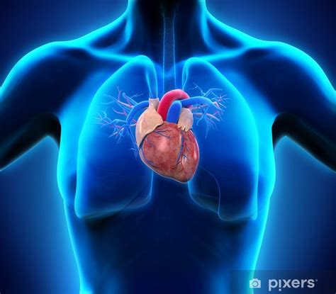 Plakat Anatomia Człowieka Serce Pixerspl