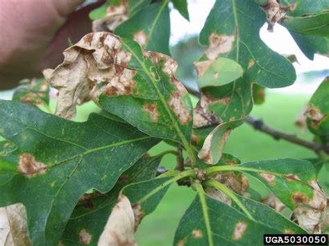 Anthracnose Diseases Of Trees Nc State Extension Publications
