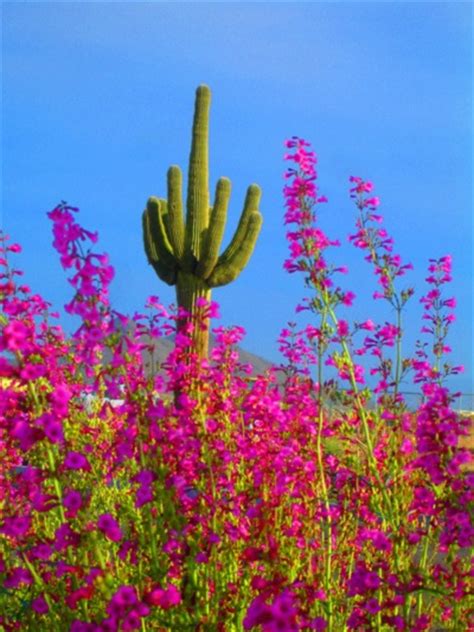 The flowers of the chuparosa are red and tubular, blooming even in winter and. gorgeous colors | Arizona landscape, Nature, Beautiful nature