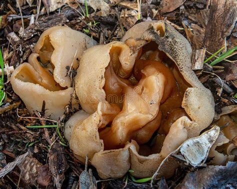 Brown Cup Fungus Stock Image Image Of Forest Black Collecting 5663495