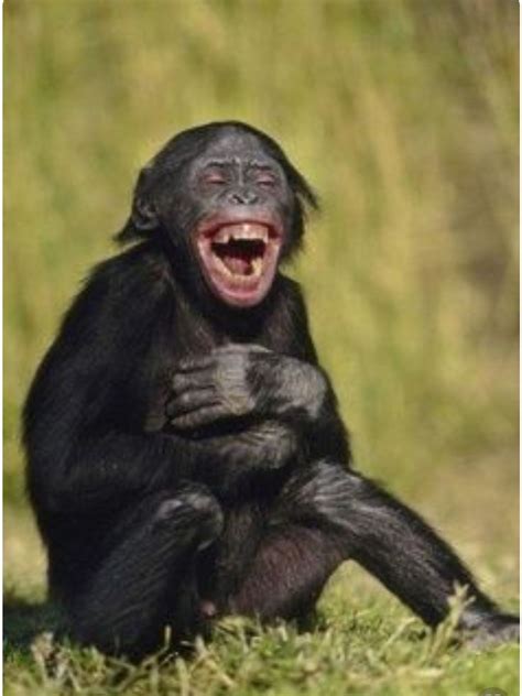 Laughing Monkey Smiling Animals Monkeys Funny Funny Monkey Pictures