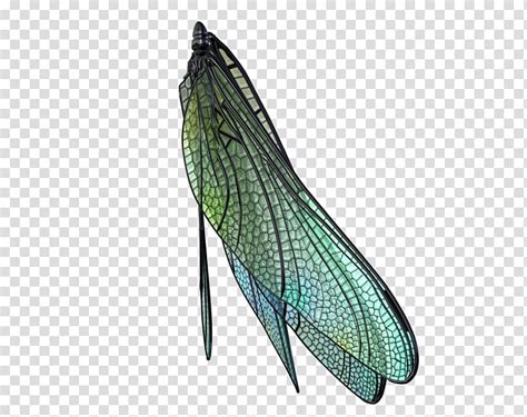 Dragonfly Wings Set Transparent Background Png Clipart Hiclipart