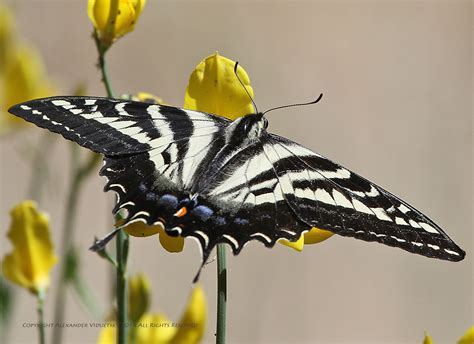 Pale Swallowtail Papilio Eurymedon Taken On Mt Wilson I Flickr