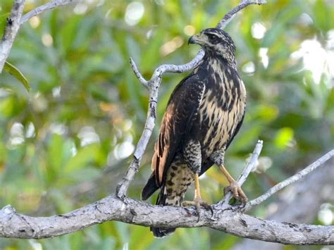 Common Black Hawk Guide Buteogallus Anthracinus Birding Insider