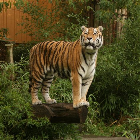 Tiger Standing By Nexu4 On Deviantart