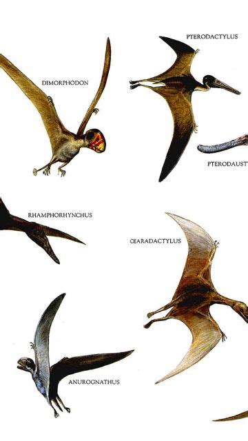 Flying Dinosaurs Names Wallpaper In 360x640 Resolution