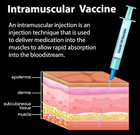 intramuscular injections ppt riset