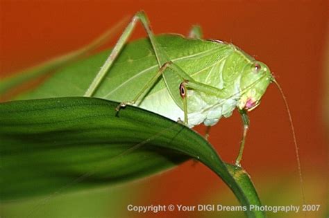 Green Leaf Like Bug Microcentrum Retinerve Bugguidenet