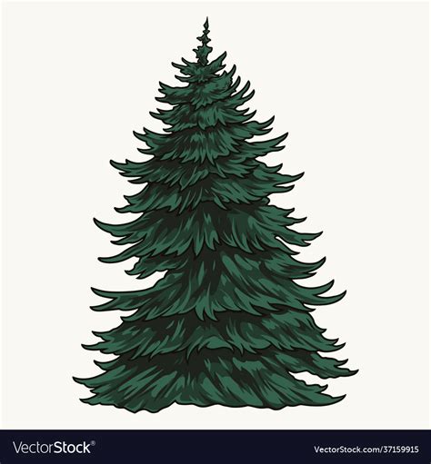 Evergreen Tree Illustration