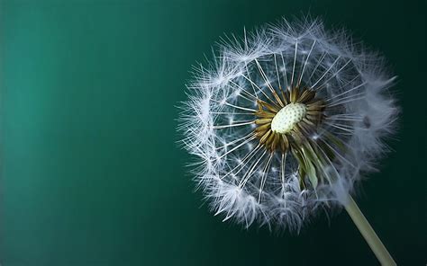 Macro Dandelion On The Green Background Beautiful Flowers And Plants