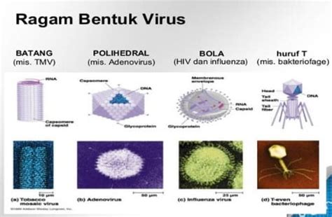 Struktur Tubuh Virus RuangBiologi Co Id