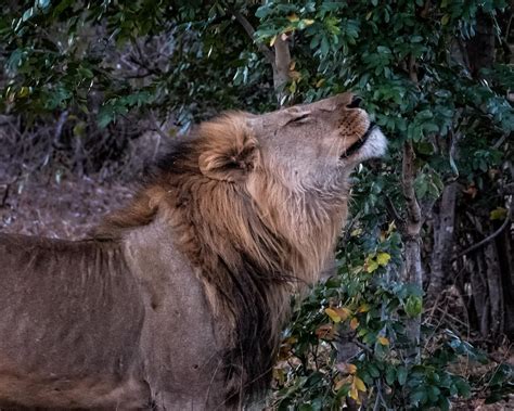 Botswana Wildlife Louis Montrose Photography