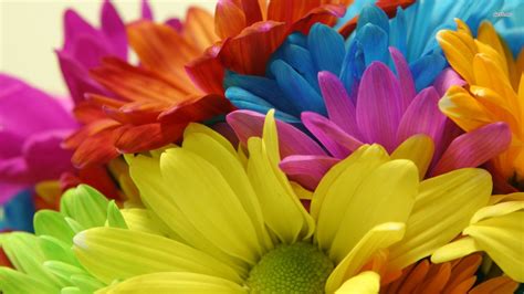 Colorful Daisies Wallpapers Top Free Colorful Daisies Backgrounds