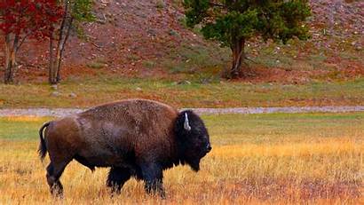 Bison Buffalo Animals Wallpapers Desktop Px Animal