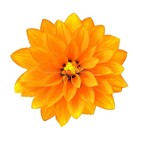 Flower Orange Dahlia Isolated On White Background Close Up Stock Image
