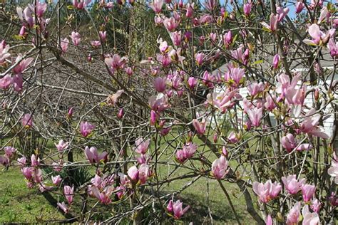 Find the perfect blooming bushes stock photo. Flowering trees in Georgia | In March 2011, I went to ...