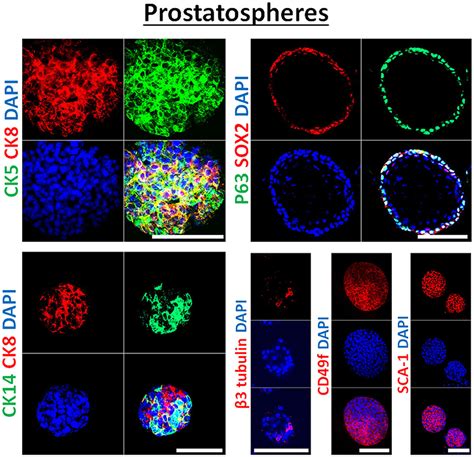 Frontiers Sphere Formation Assay Three Dimensional In Vitro