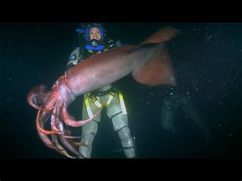 Diver Gets Bitten By A Red Devil Squid 15 Minute Fun