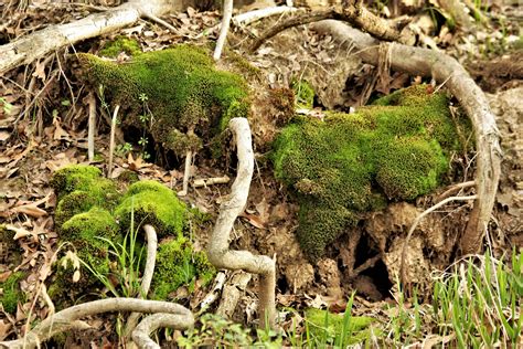 Moss And Roots Nature Abstract Free Stock Photo Public Domain Pictures