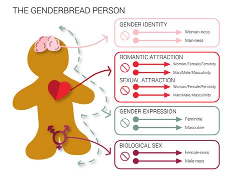 Best Practices For Transgender And Gender Diverse Care