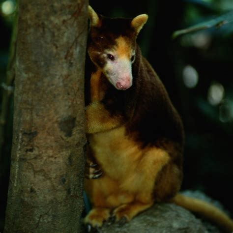 Animals In The Tropical Rainforest Ecosystem Sciencing
