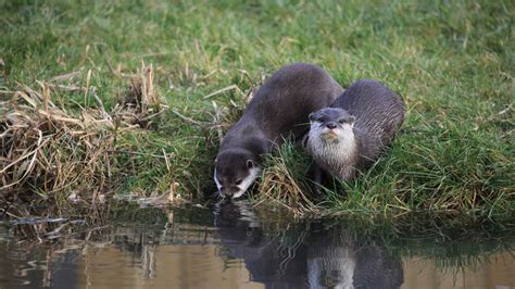 First Evidence Of Otters Breeding In Peak District Found By Scientists