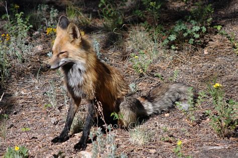 Nature Photography And Facts Red And Grey Fox