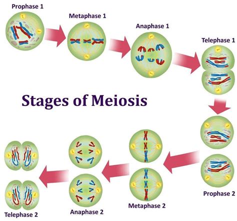 illustration showing the nine stages of meiosis phases of meiosis in porn sex picture